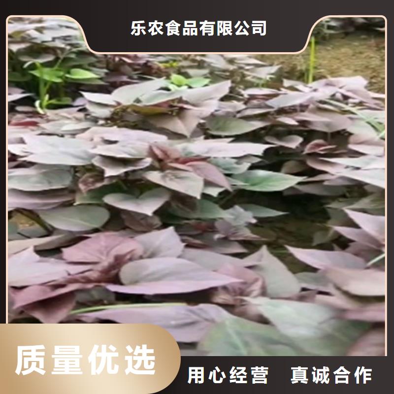 澄邁縣麥茬苗（紫薯)就選樂農(nóng)食品
