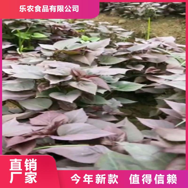 麥茬濟黑2號苗銷售價格