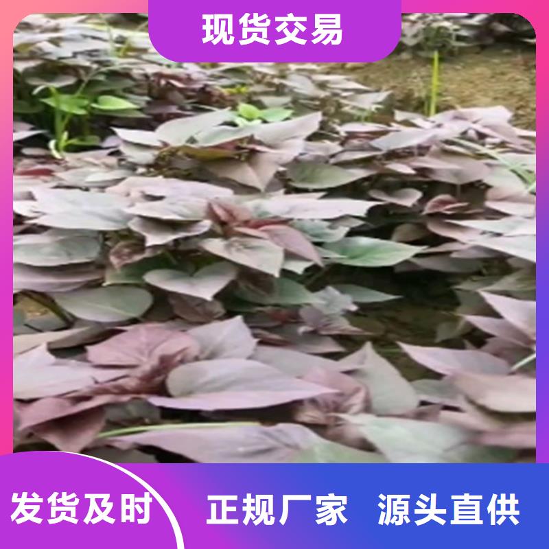 紫薯種苗種植方法