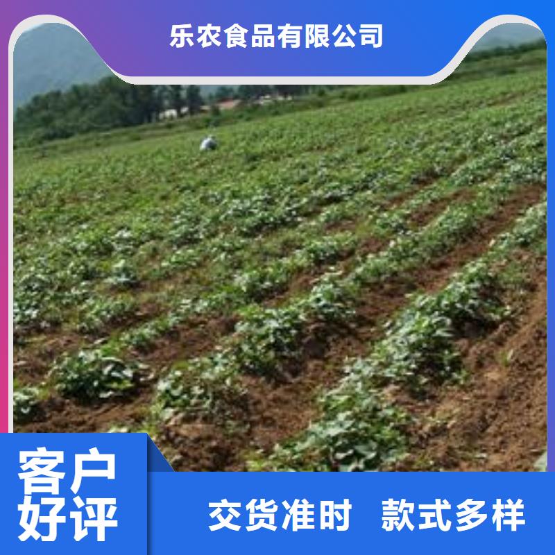紫薯苗（濟黑2號）多少錢一棵