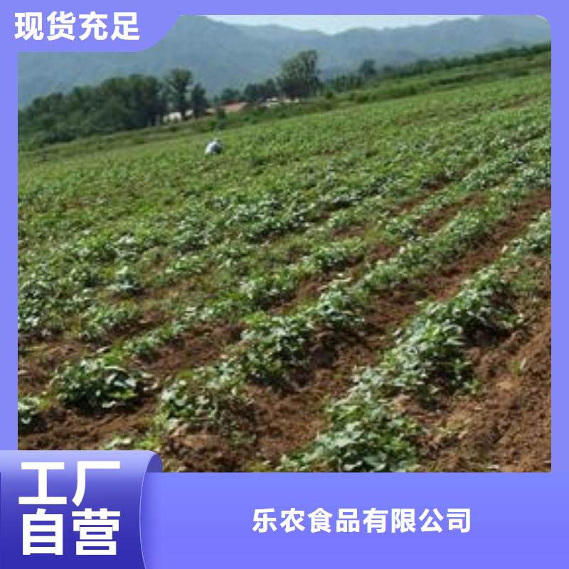 紫薯苗子種植方法