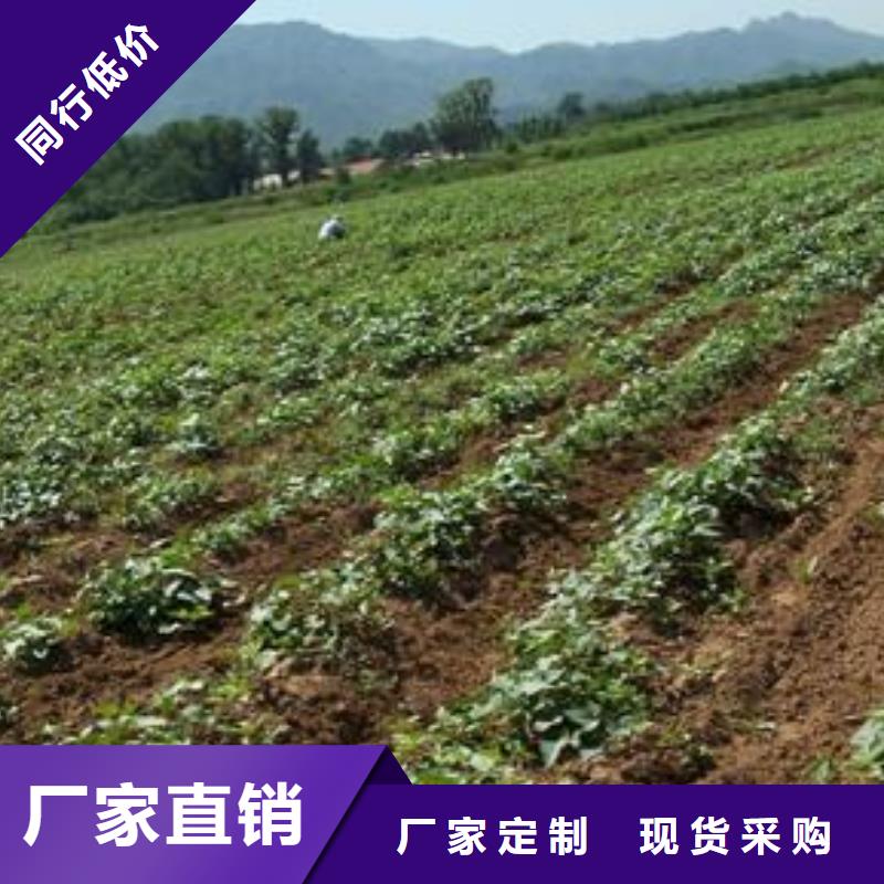 紫薯苗（綾紫）供應