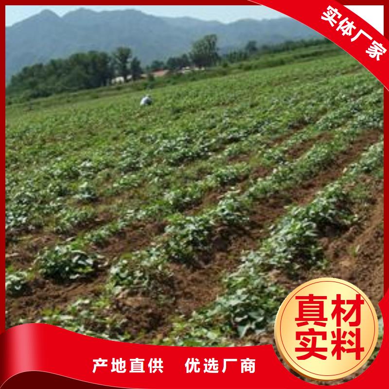 紫薯苗（濟黑2號）廠家價格是多少
