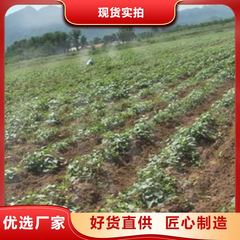紫甘薯苗怎么培育