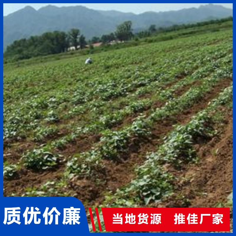 紫薯種苗什么時候種