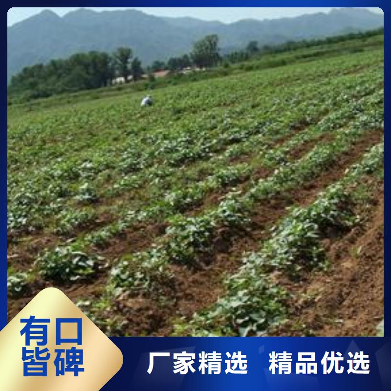 脫毒紫薯苗廠家價格是多少