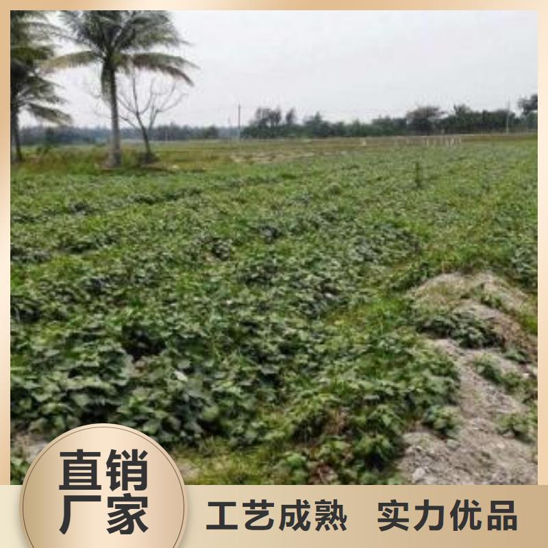 脫毒紫薯苗報價