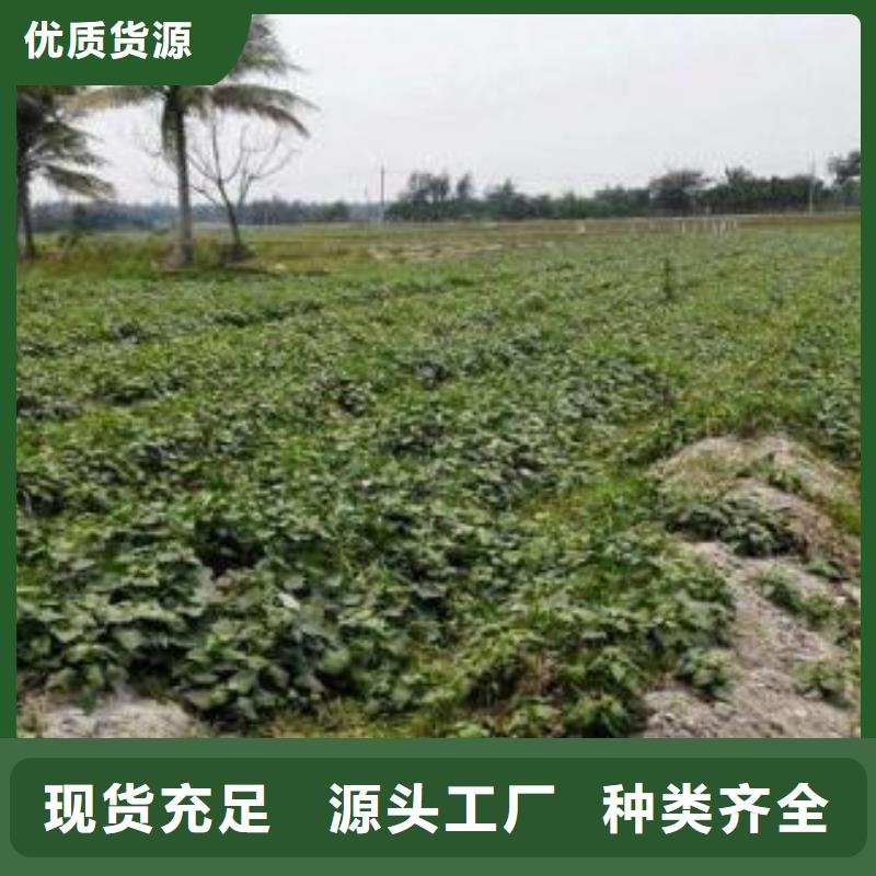 鮮食型紫薯苗廠家