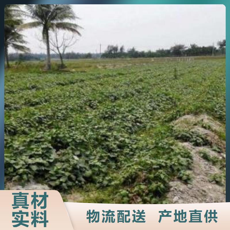 紫薯苗羽衣甘藍粉全品類現貨
