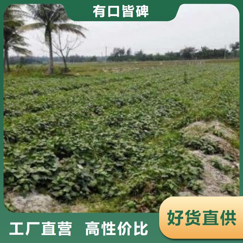 紫薯苗什么時候種