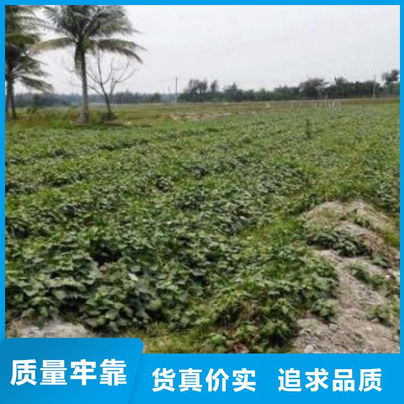 紫薯苗（濟黑2號）批發(fā)