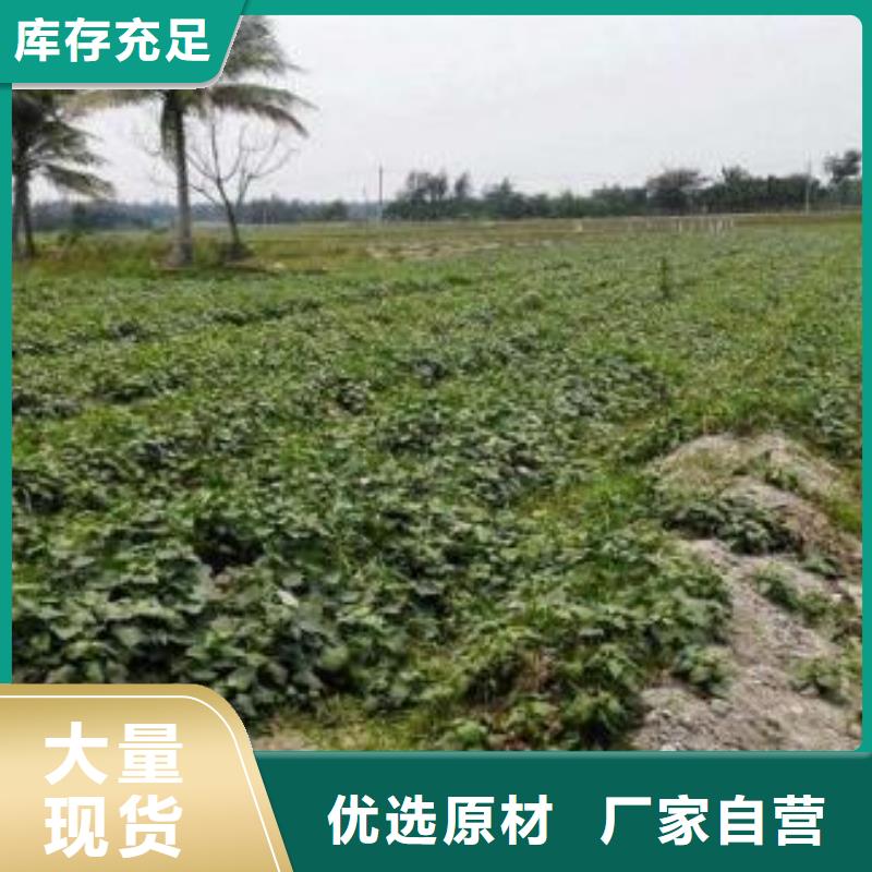 紫薯種苗什么時候種