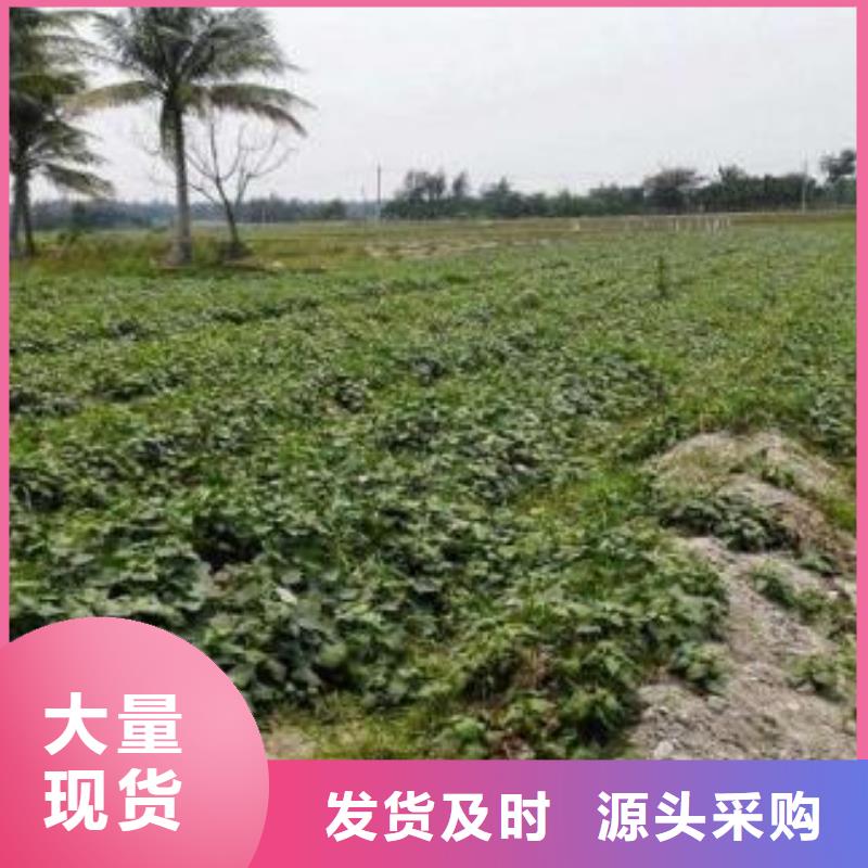 高剪苗紅薯苗（西瓜紅）致電詳詢