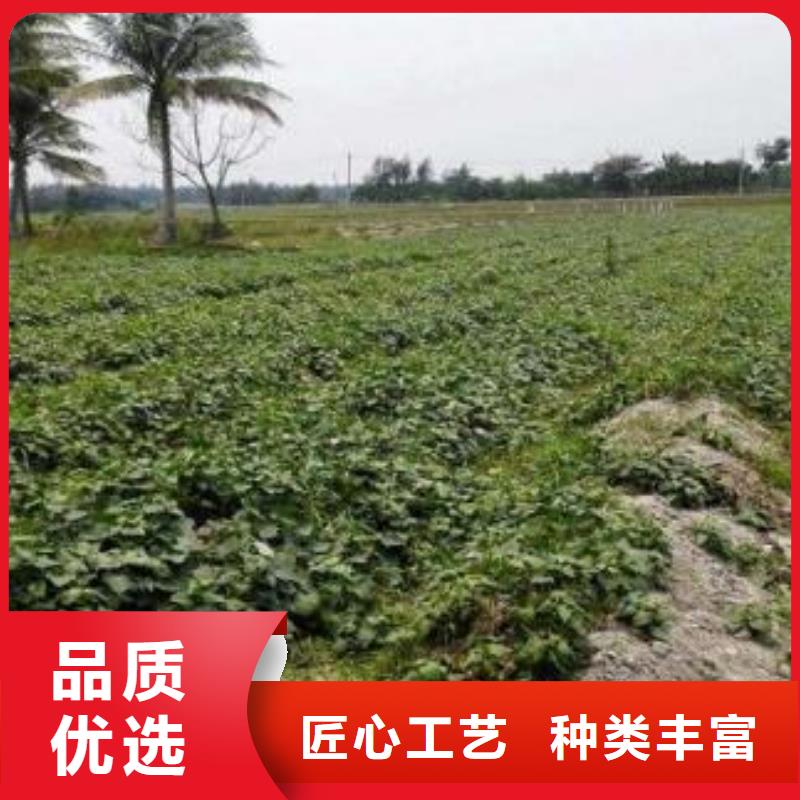 【紫薯苗紫薯粉實力公司】