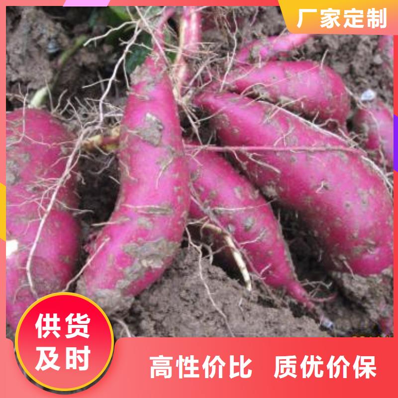 紅薯苗（西瓜紅）保回收