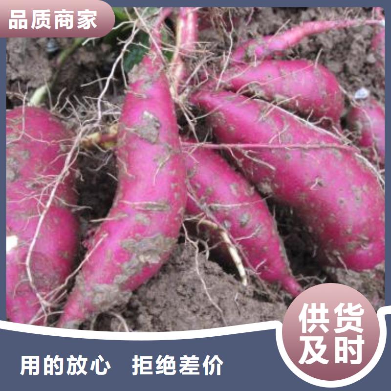 高產紅薯苗歡迎全國客戶到廠參觀考察