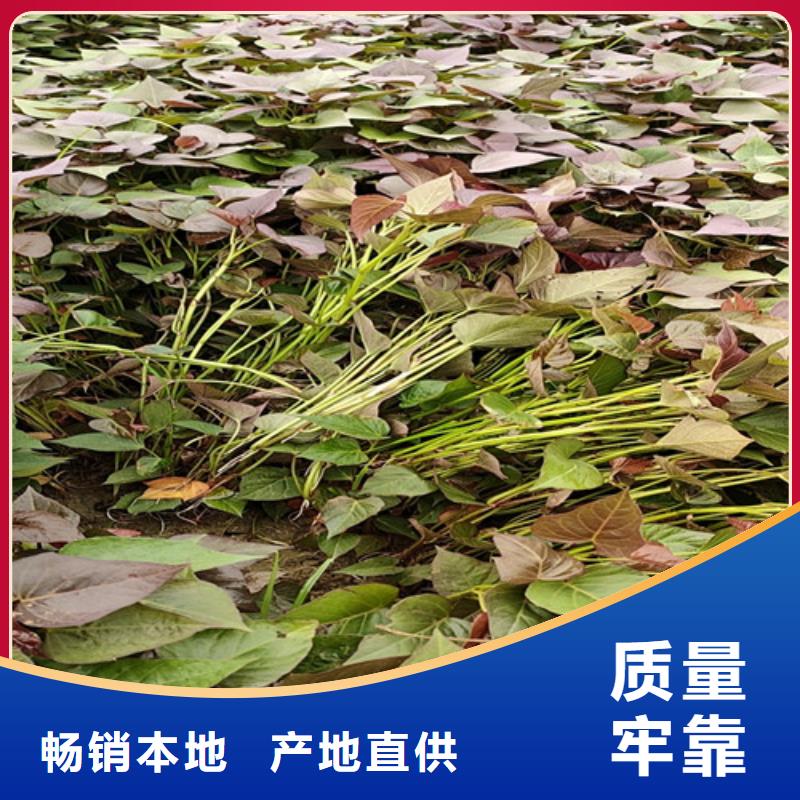 紫甘薯苗多少錢