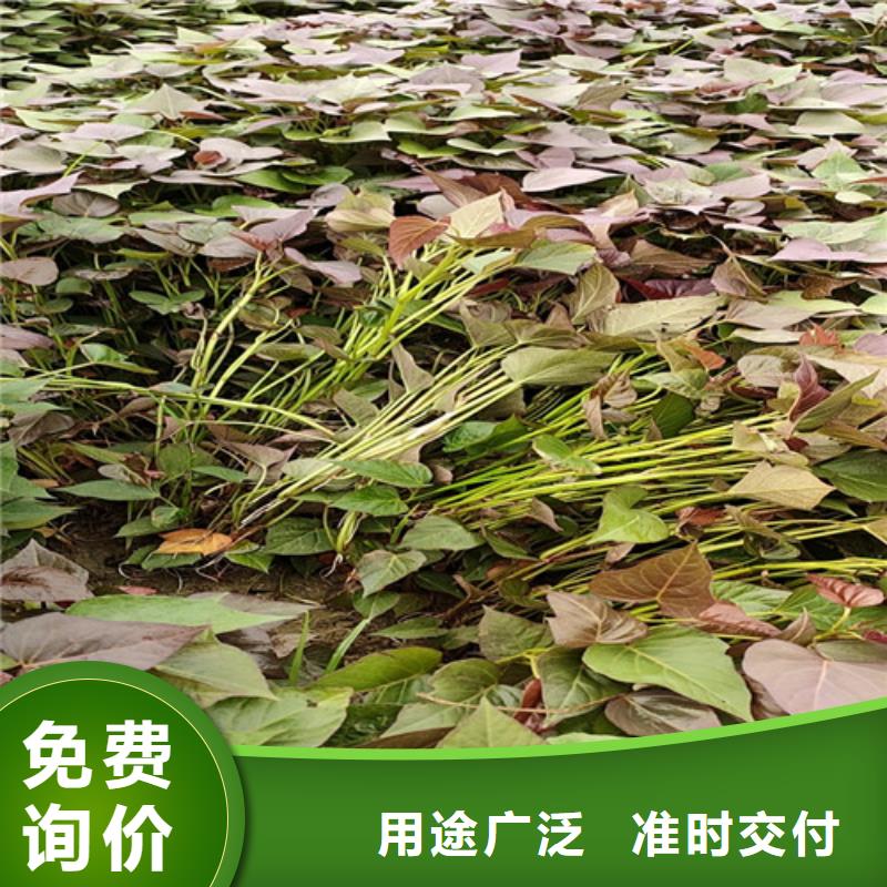 紫甘薯苗批發
