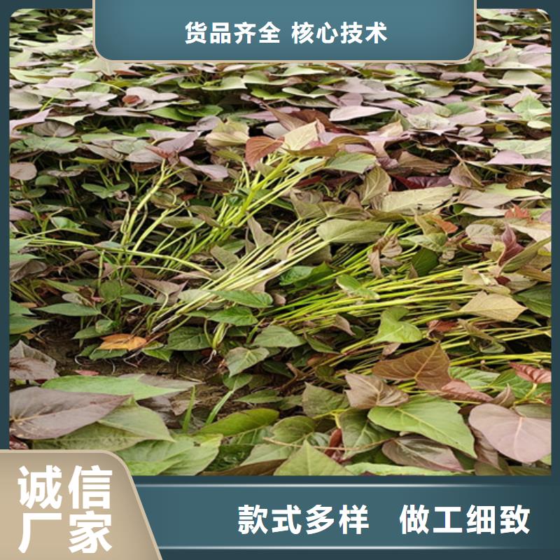 脫毒紫薯苗什么時候種