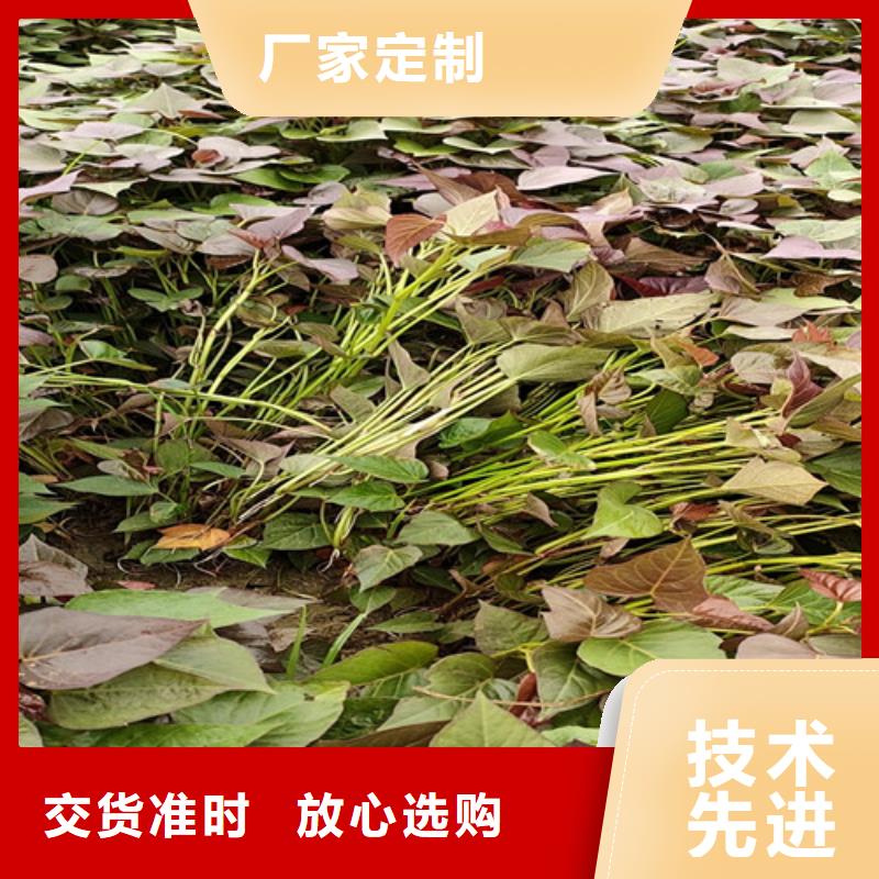 紫薯苗多少錢一棵