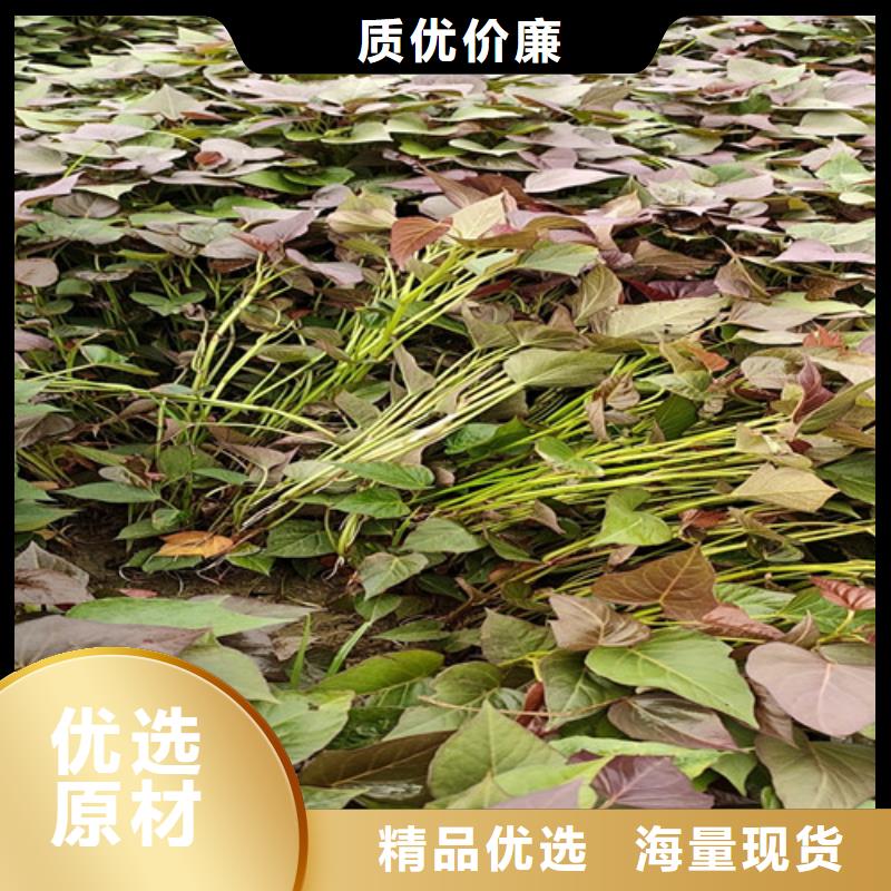 鮮食型紫薯苗源頭廠家