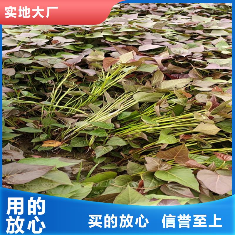 自治區(qū)紫地瓜苗種植基地