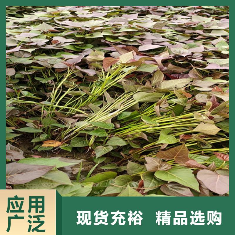 脫毒紫薯苗多少錢一棵