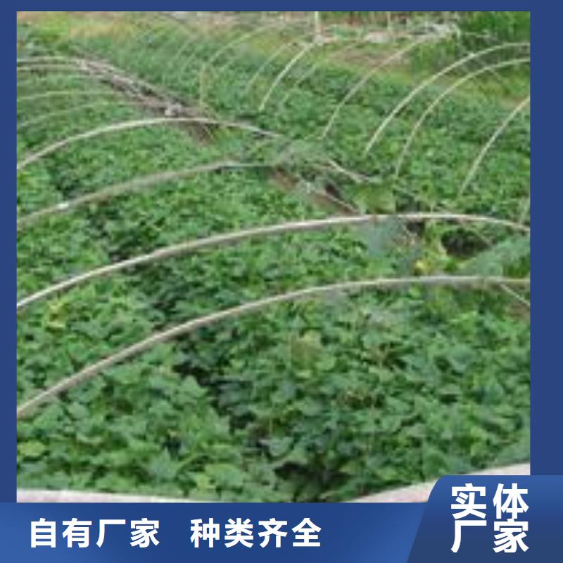 紅薯苗（西瓜紅）市場報價