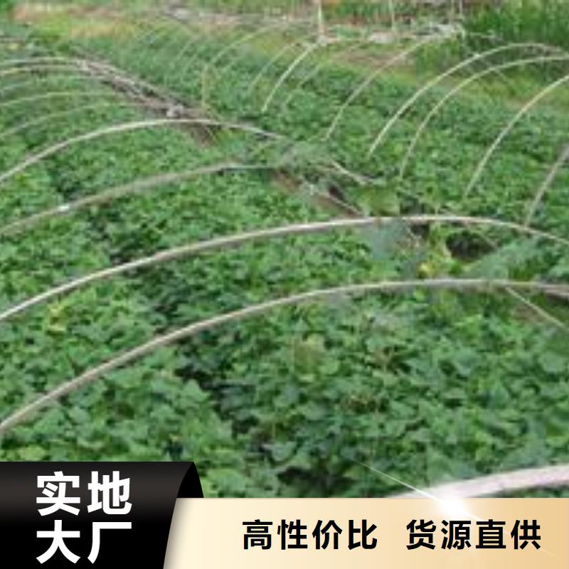 紫色地瓜苗（夏薯）歡迎致電