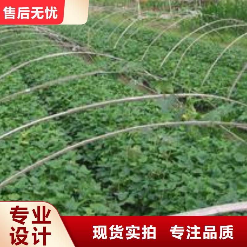 紫色地瓜苗（夏薯）批發零售