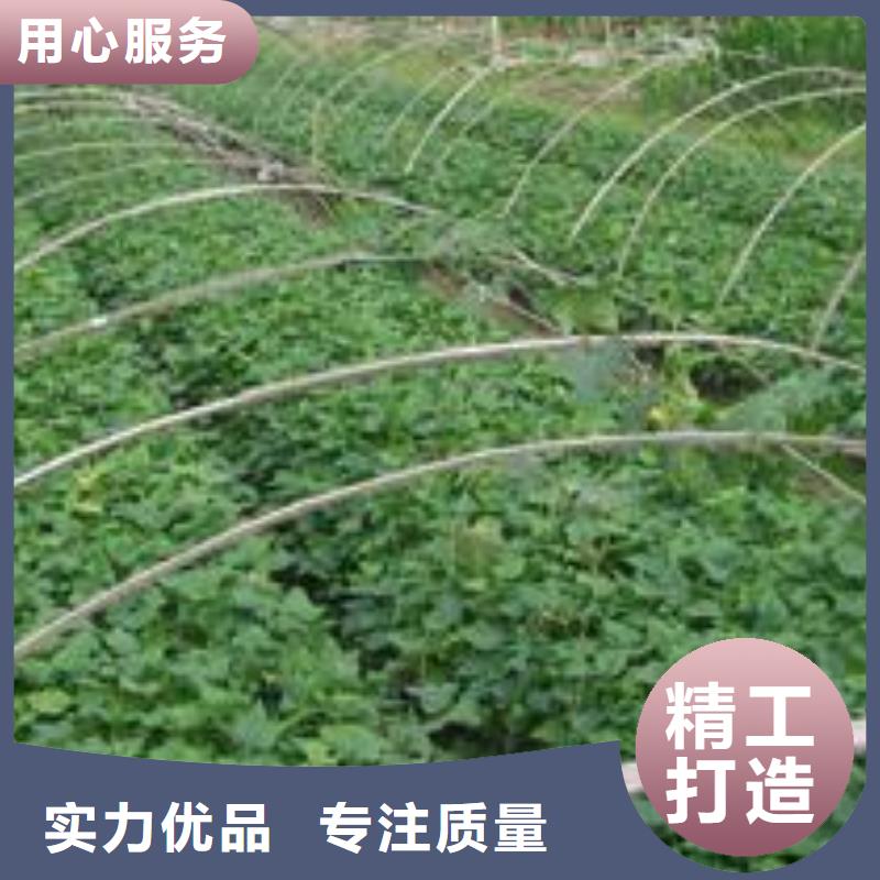 紫薯苗（濟黑2號）歡迎致電
