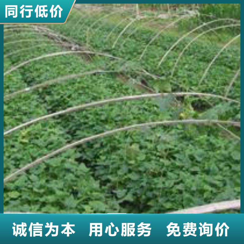 紫薯種子種植廠家