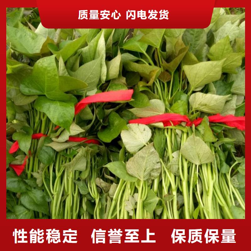 紫薯苗（綾紫）怎么培育