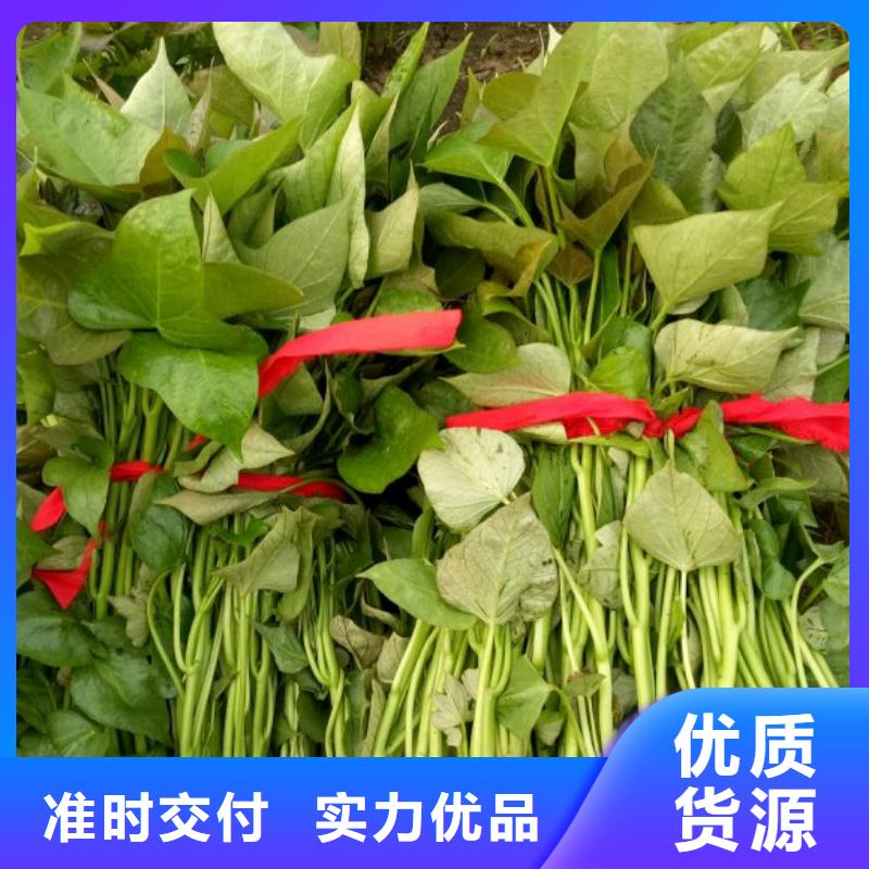 脫毒紫薯苗種植基地