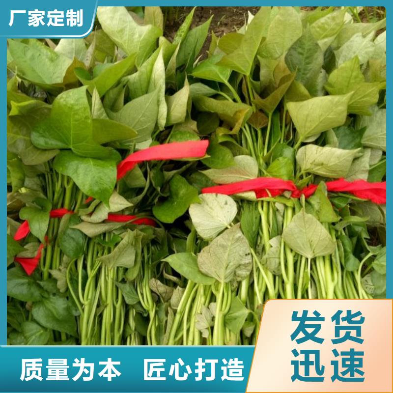 紫薯種子廠家價格是多少