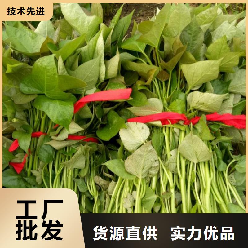 紫薯苗子2025新苗上市