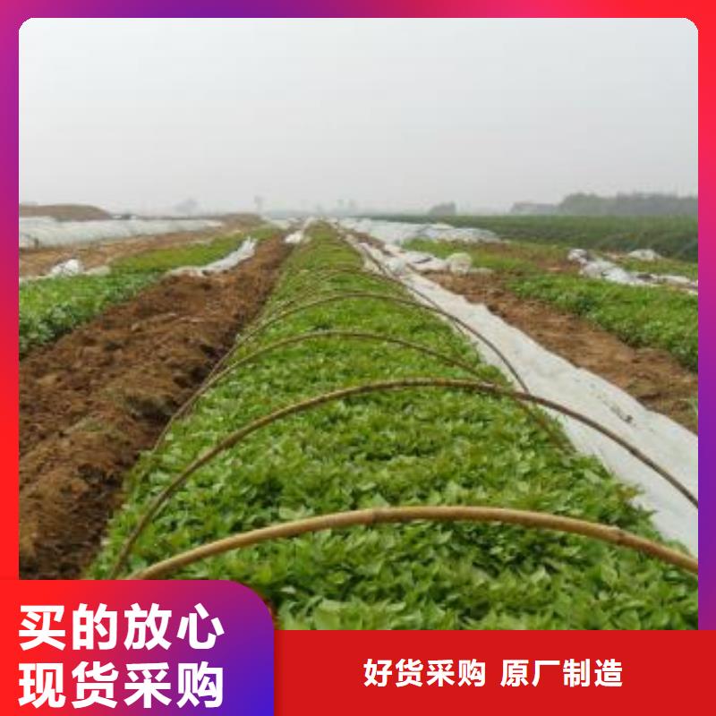 紅薯苗（西瓜紅）電話
