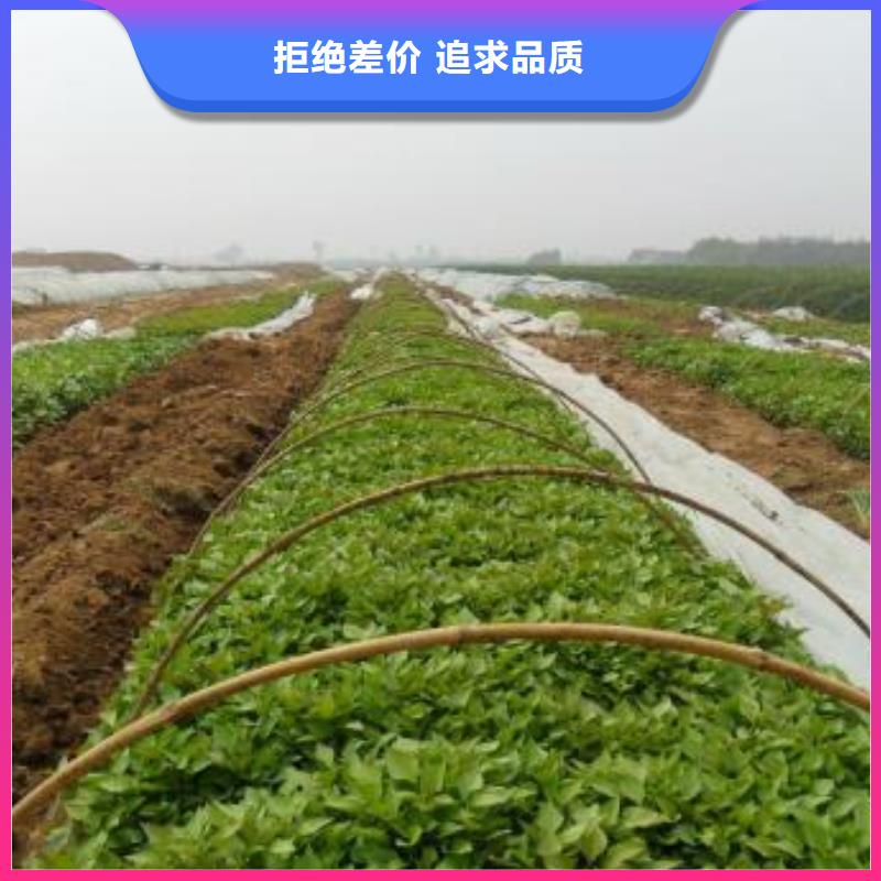 紫薯苗羽衣甘藍粉源廠直銷