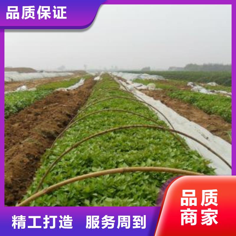 脫毒紫薯苗供應