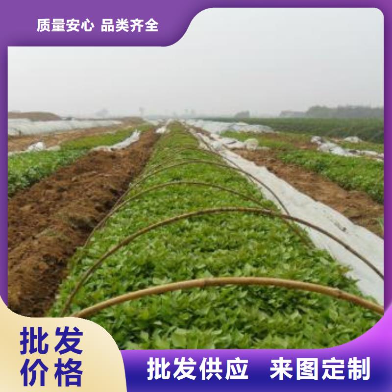 紫薯苗（濟黑2號）廠家