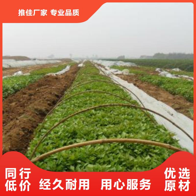 紫薯苗子銷售