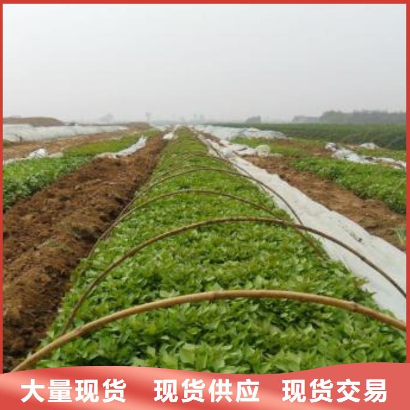 紫薯苗（濟(jì)黑2號）源頭廠家