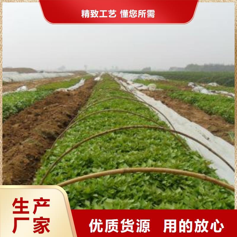 紫薯苗管理方式