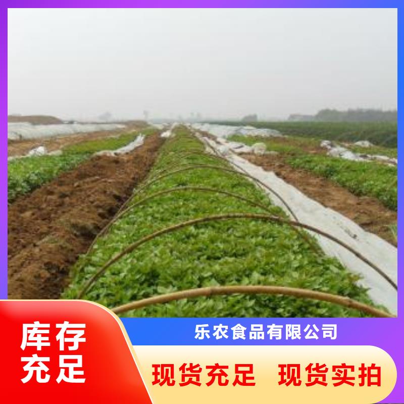 脫毒紫薯苗多少錢一棵