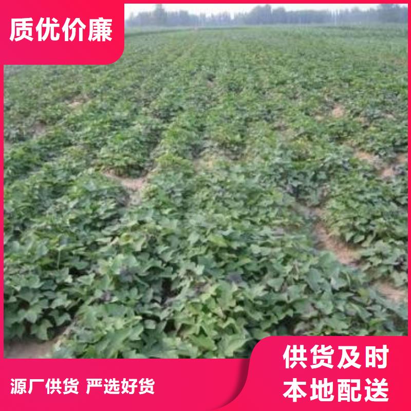 濟黑2號地瓜苗（紫薯苗）種植基地