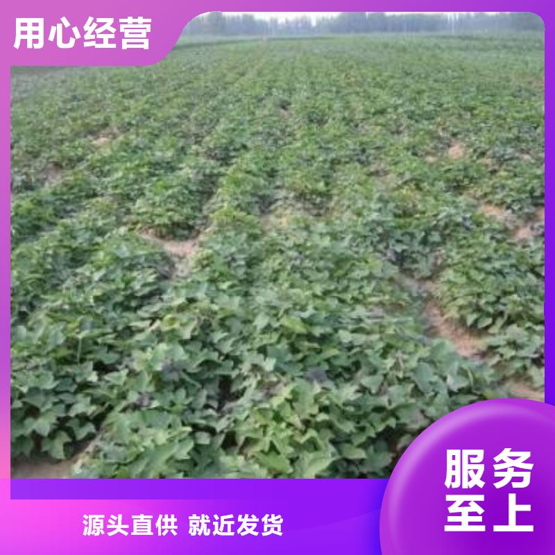 紫地瓜苗子廠家價格是多少