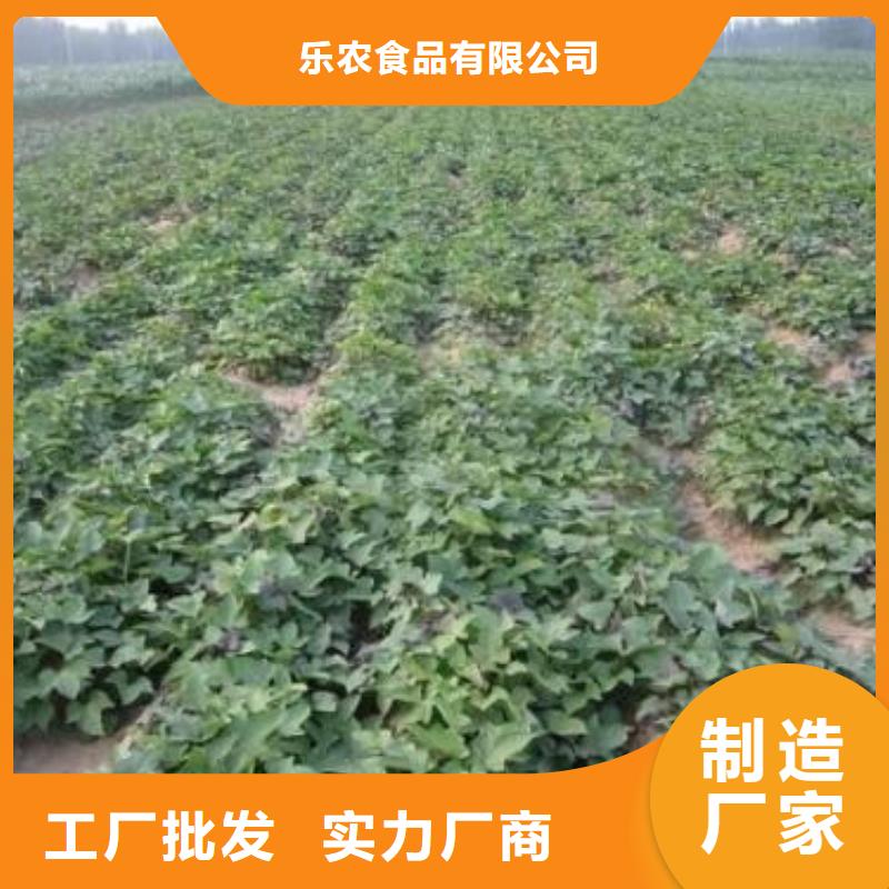 紫薯苗（濟(jì)黑2號上市）歡迎洽談合作