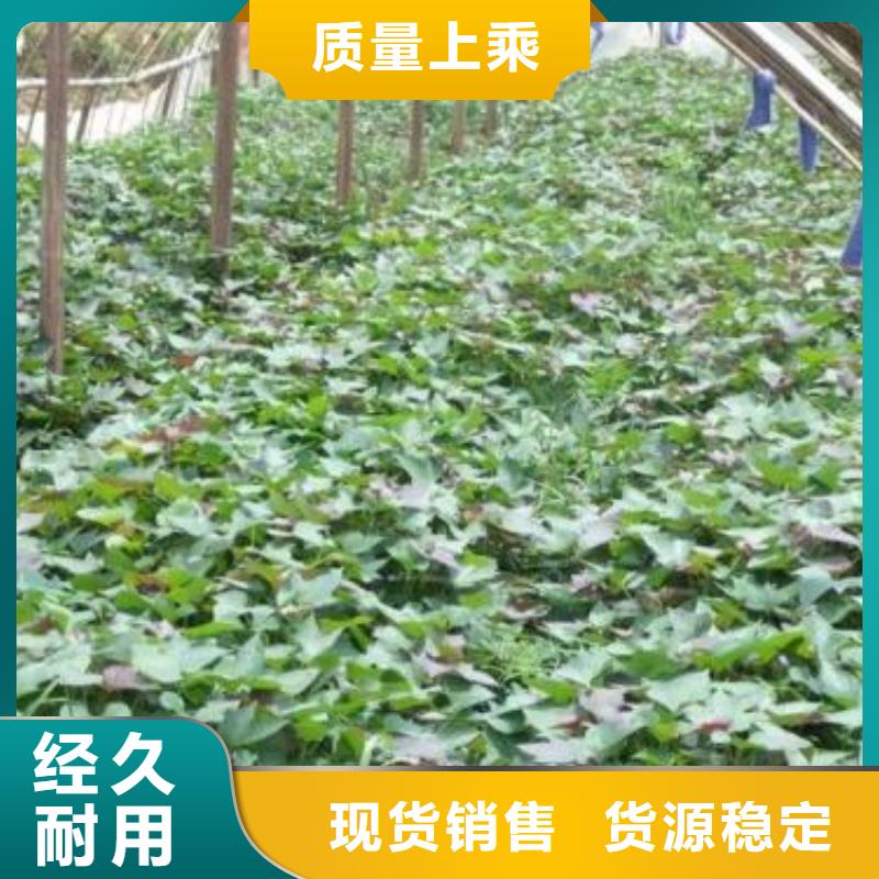 紅薯苗（西瓜紅）市場報價