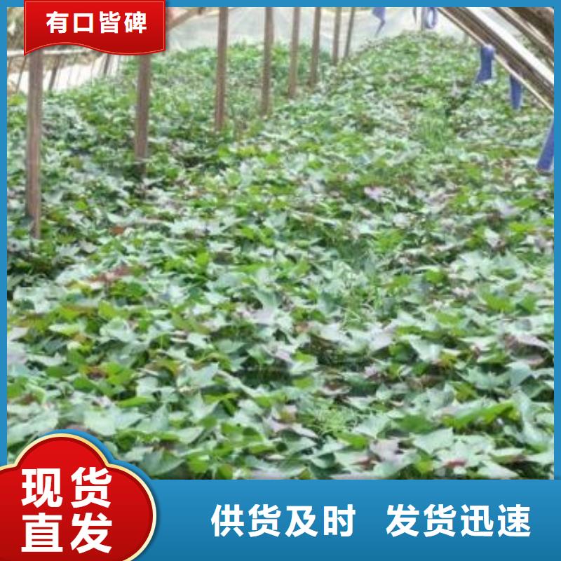 脫毒紫薯苗廠家價格是多少