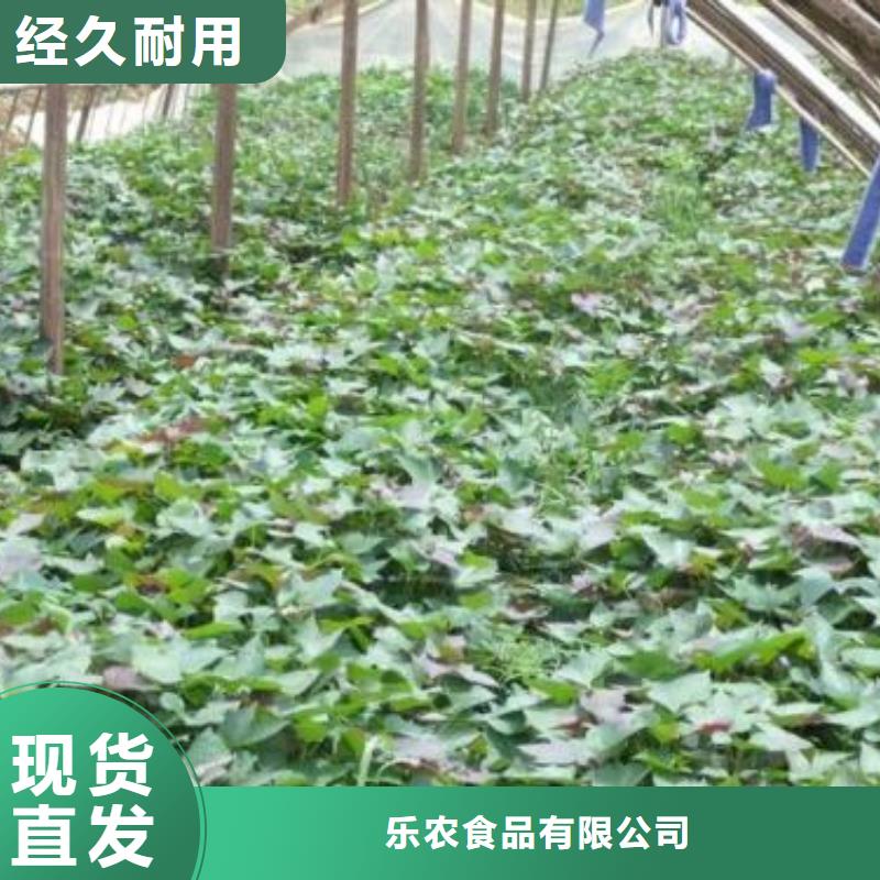 紫薯種苗2025新苗上市